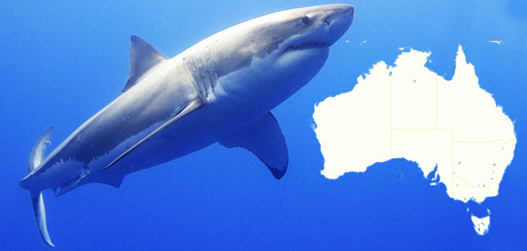 Cutter détectable de sécurité Requin