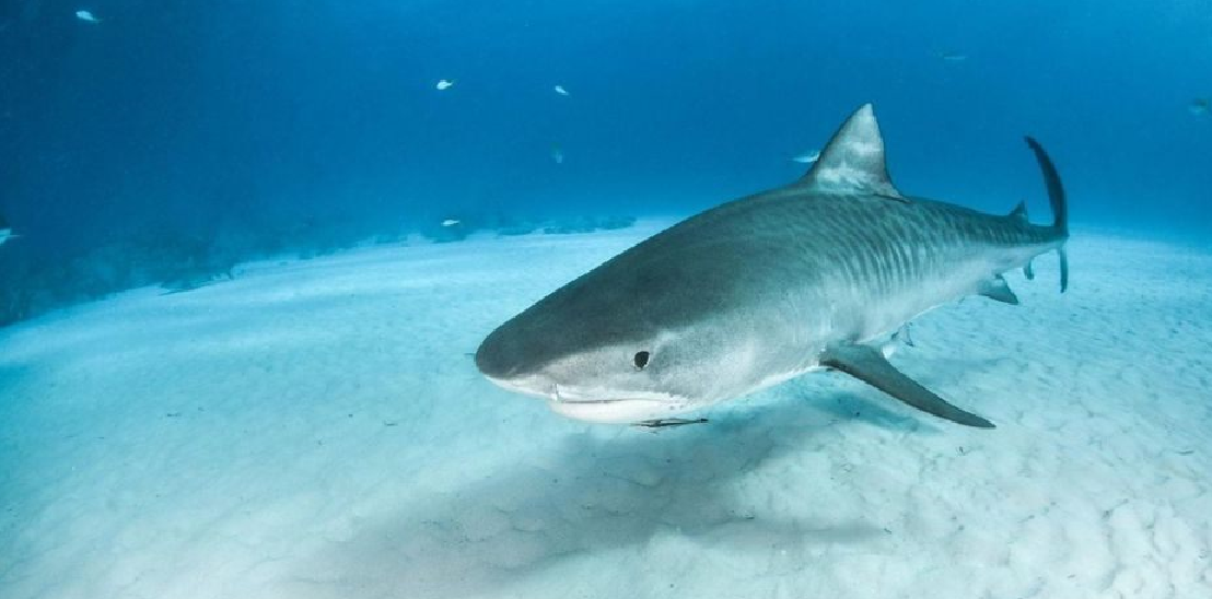 Un Requin De 4 Metres Peche A La Reunion Ce Jeudi