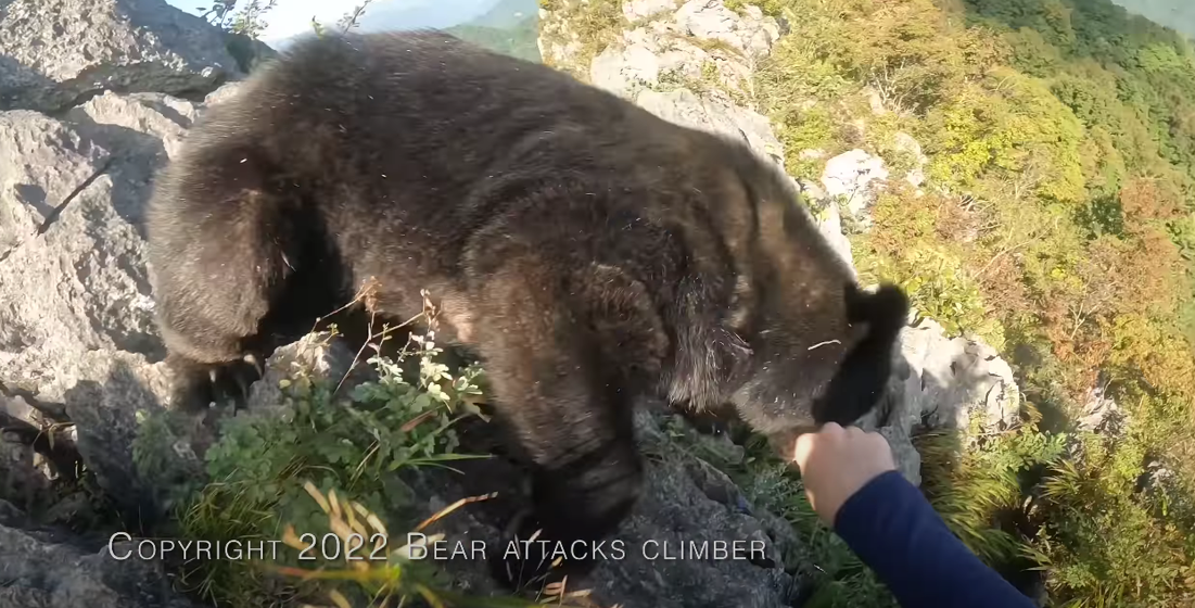 Vidéo : Un Randonneur Se Bat Avec Un Ours Au Japon